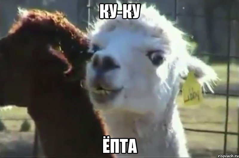 ку-ку ёпта