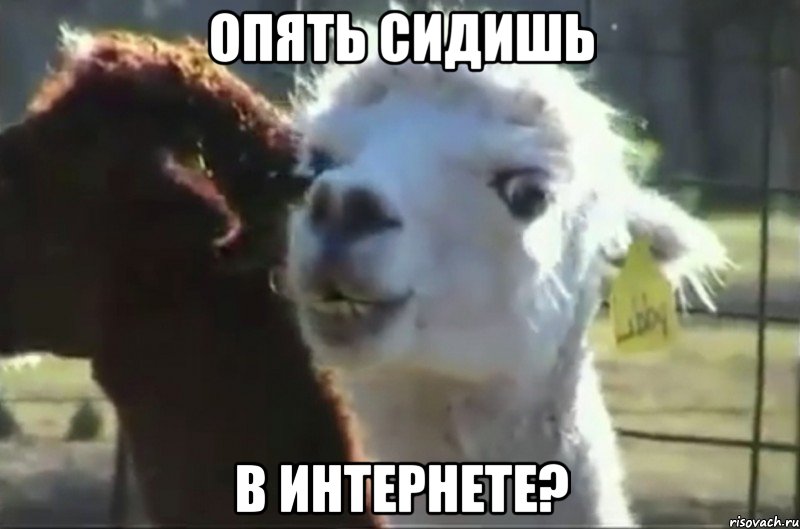 опять сидишь в интернете?