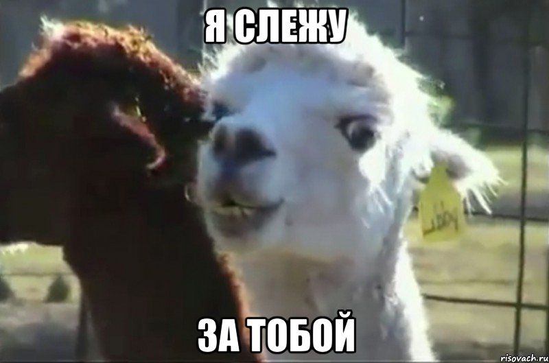 я слежу за тобой