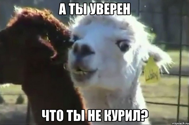 а ты уверен что ты не курил?