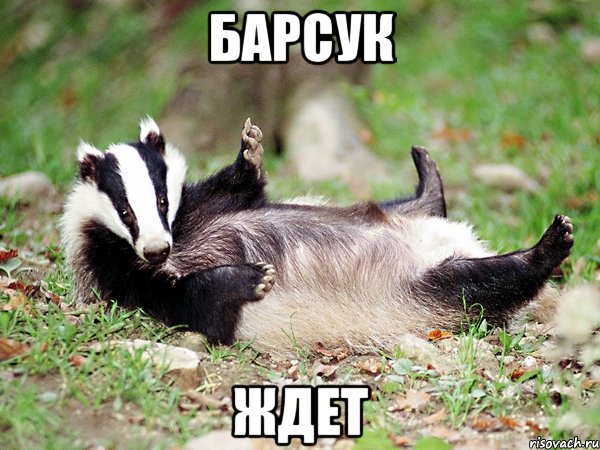 барсук ждет, Мем барсук
