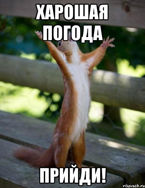 харошая погода прийди!, Мем    белка молится