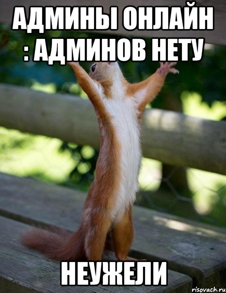 админы онлайн : админов нету неужели, Мем    белка молится