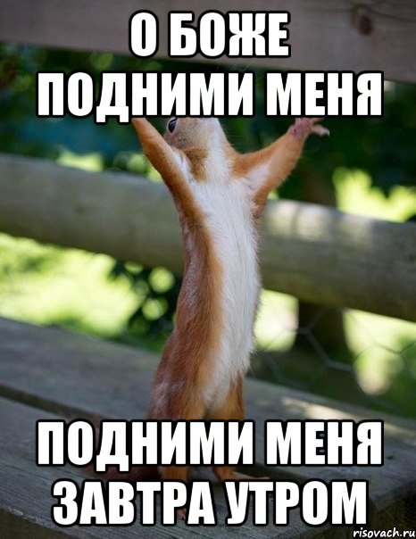 о боже подними меня подними меня завтра утром, Мем    белка молится
