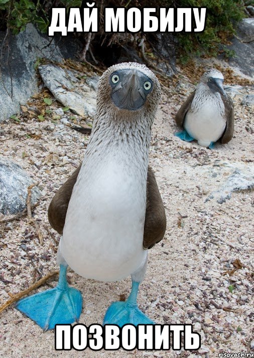 дай мобилу позвонить, Мем BlueFootedBooby