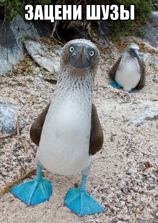 зацени шузы , Мем BlueFootedBooby