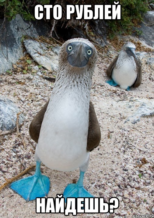 сто рублей найдешь?, Мем BlueFootedBooby