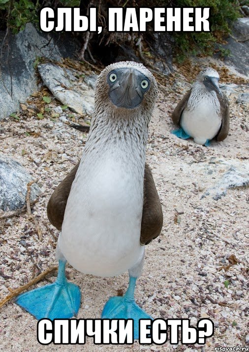 слы, паренек спички есть?, Мем BlueFootedBooby
