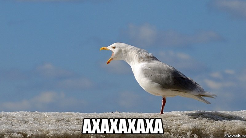  ахахахаха