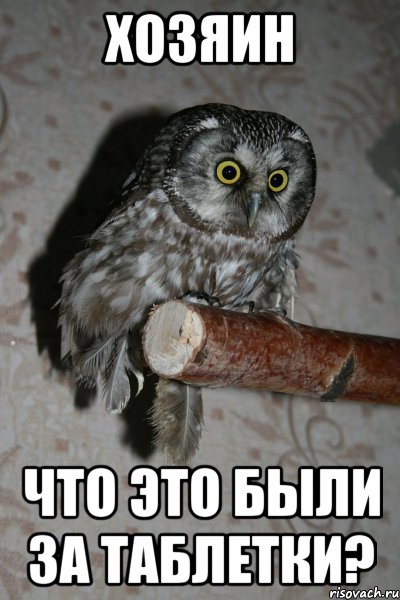 хозяин что это были за таблетки?, Мем cjdfxrf