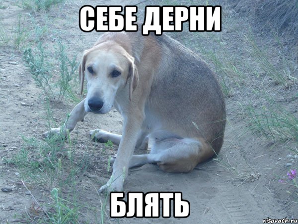себе дерни блять, Мем дерни