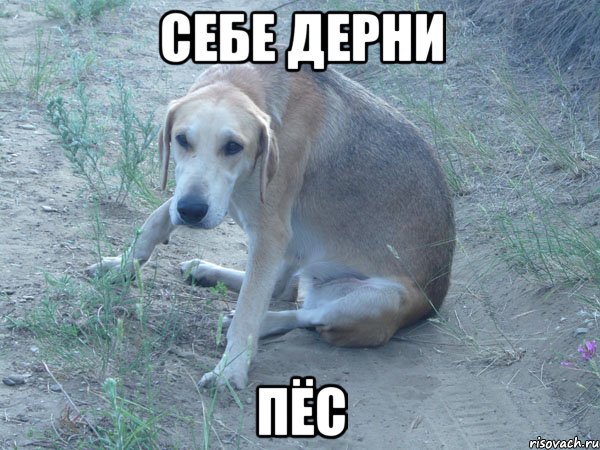 себе дерни пёс, Мем дерни