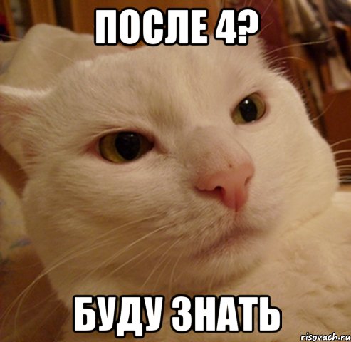 после 4? буду знать, Мем Дерзкий котэ