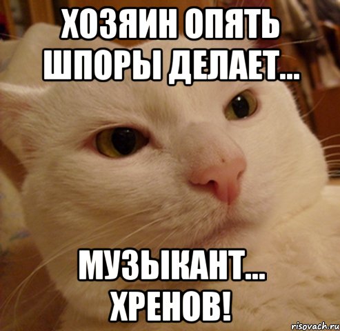 хозяин опять шпоры делает... музыкант... хренов!, Мем Дерзкий котэ