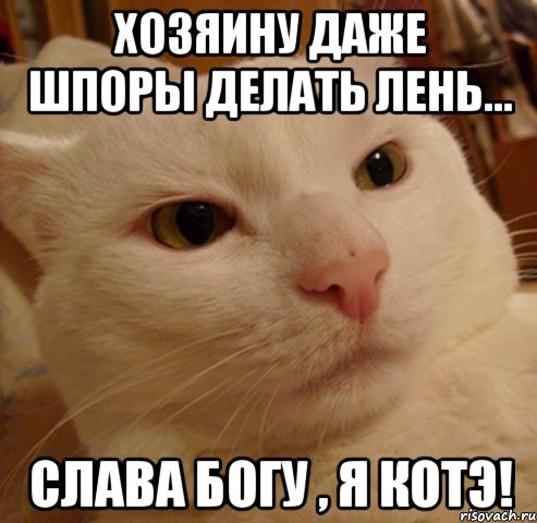 хозяину даже шпоры делать лень... слава богу , я котэ!, Мем Дерзкий котэ