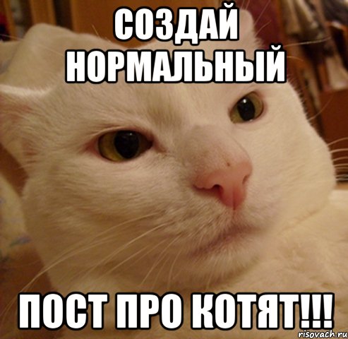 создай нормальный пост про котят!!!, Мем Дерзкий котэ