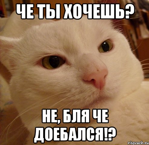 че ты хочешь? не, бля че доебался!?, Мем Дерзкий котэ