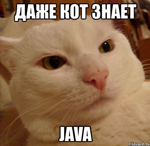 даже кот знает java, Мем Дерзкий котэ