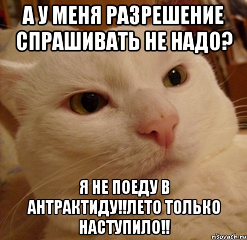 а у меня разрешение спрашивать не надо? я не поеду в антрактиду!!лето только наступило!!, Мем Дерзкий котэ