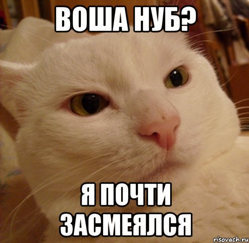 воша нуб? я почти засмеялся, Мем Дерзкий котэ