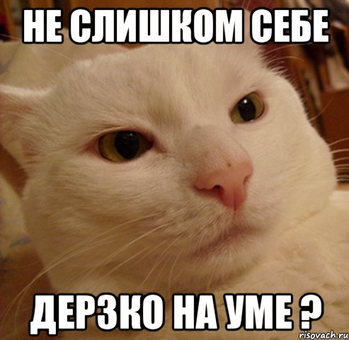 не слишком себе дерзко на уме ?, Мем Дерзкий котэ