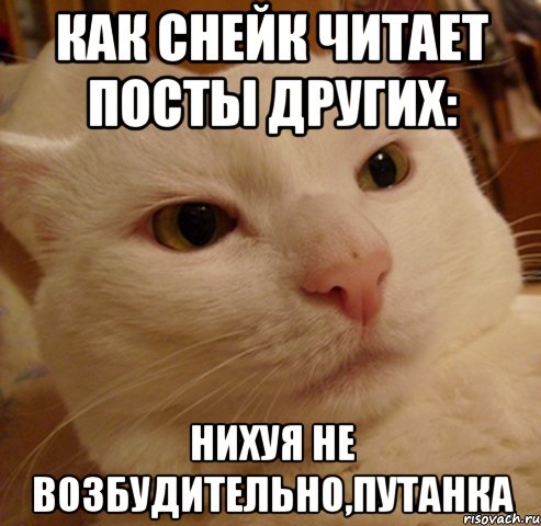 как снейк читает посты других: нихуя не возбудительно,путанка, Мем Дерзкий котэ