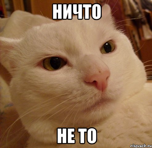 ничто не то, Мем Дерзкий котэ