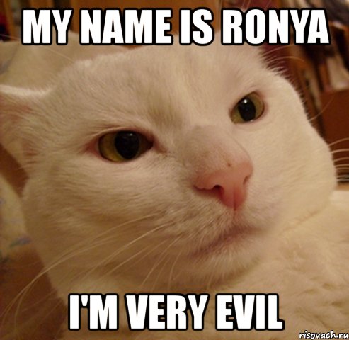 my name is ronya i'm very evil, Мем Дерзкий котэ