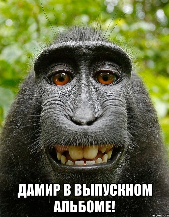  дамир в выпускном альбоме!, Мем  Довольная обезьяна