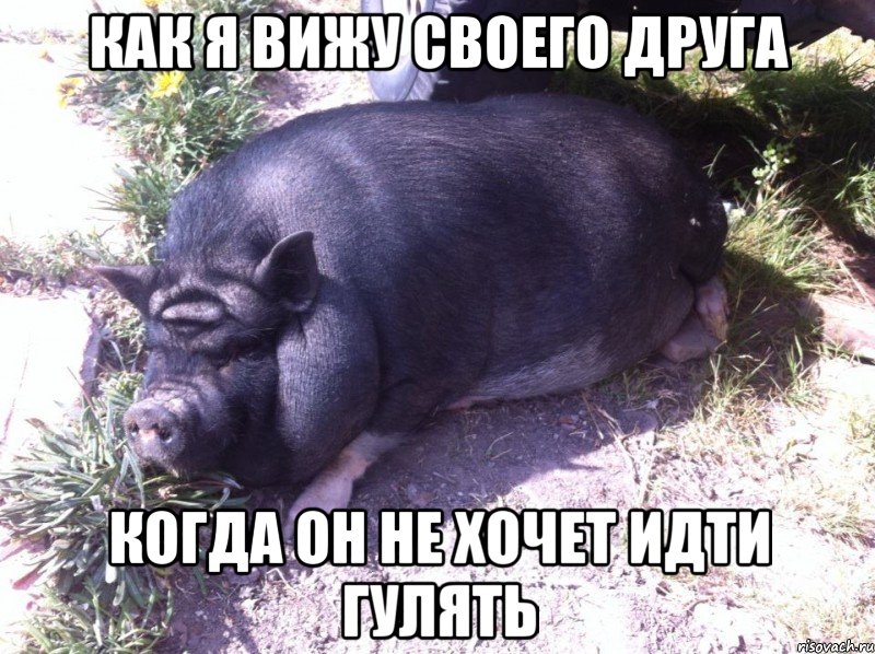 как я вижу своего друга когда он не хочет идти гулять, Мем ergerg