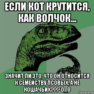 если кот крутится, как волчок... значит ли это, что он относится к семейству псовых, а не кошачьих??? о_о, Мем Филосораптор