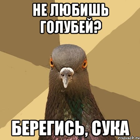 не любишь голубей? берегись, сука