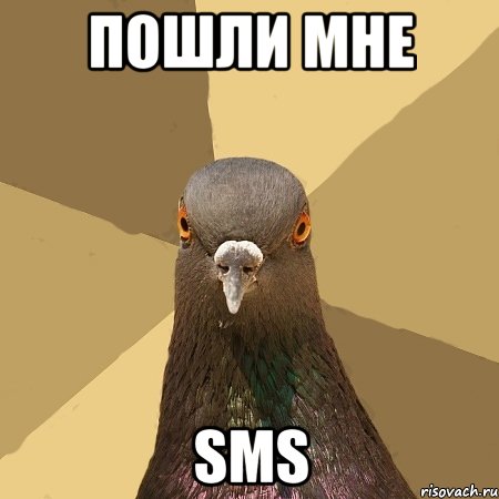 пошли мне sms, Мем голубь