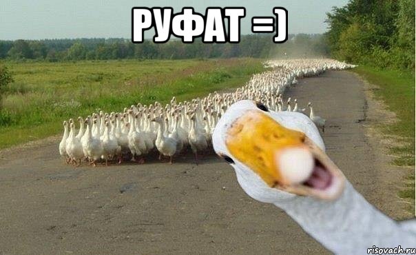 руфат =) , Мем гуси