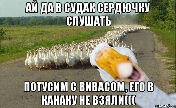 ай да в судак сердючку слушать потусим с вивасом, его в канаку не взяли(((, Мем гуси