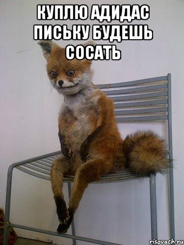 куплю адидас письку будешь сосать , Мем Упоротая лиса