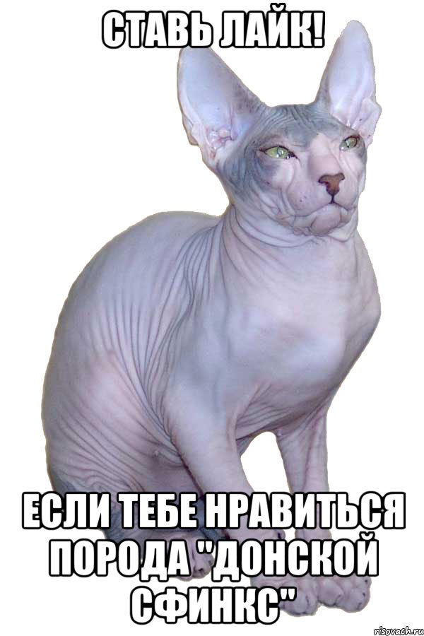 ставь лайк! если тебе нравиться порода "донской сфинкс", Мем киса