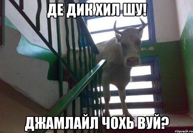 де дик хил шу! джамлайл чохь вуй?