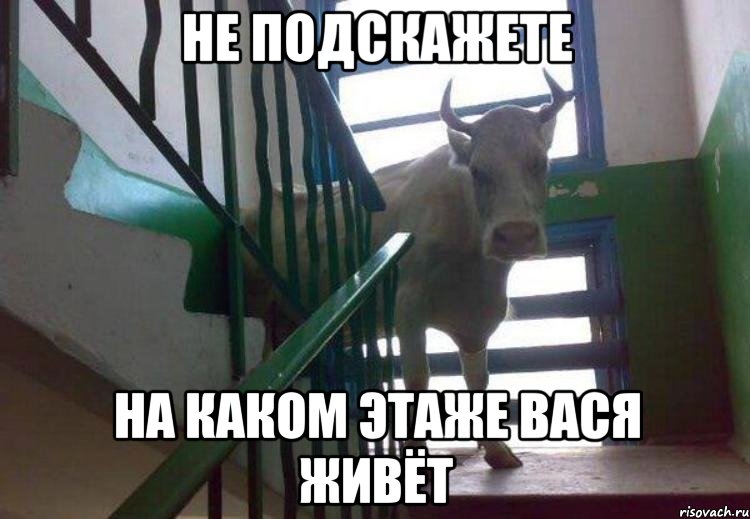 не подскажете на каком этаже вася живёт