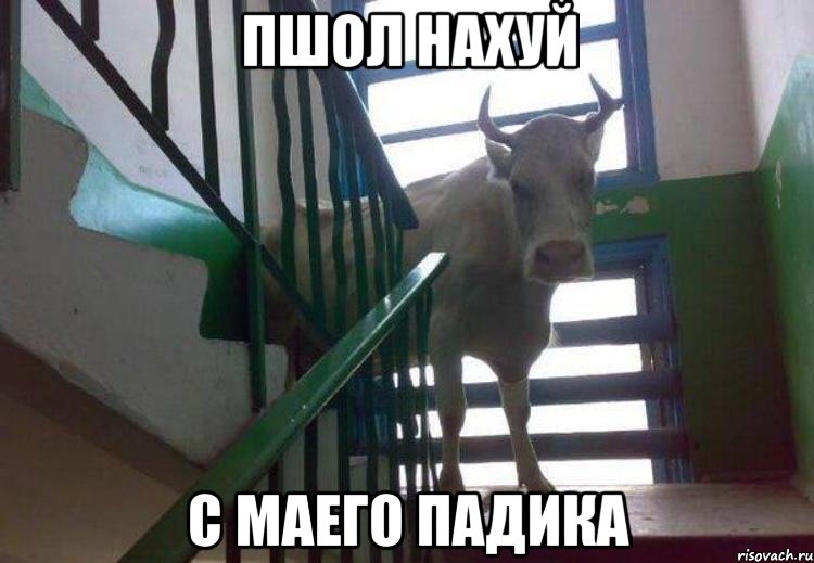 пшол нахуй с маего падика