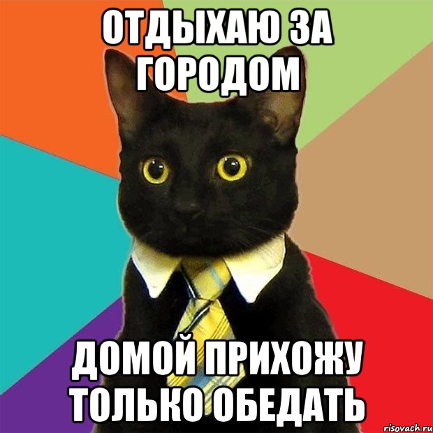 отдыхаю за городом домой прихожу только обедать, Мем  Кошечка