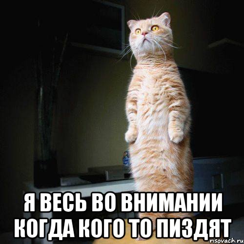  я весь во внимании когда кого то пиздят, Мем кот