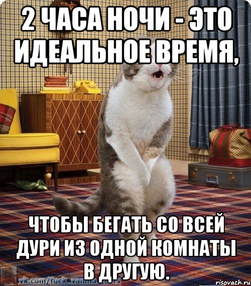 2 часа ночи - это идеальное время, чтобы бегать со всей дури из одной комнаты в другую., Мем кот