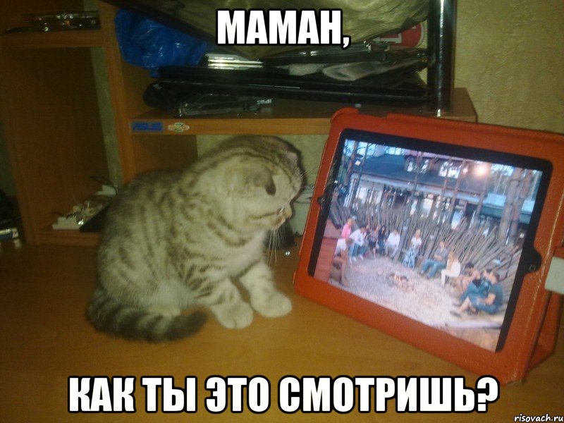 маман, как ты это смотришь?, Мем кот