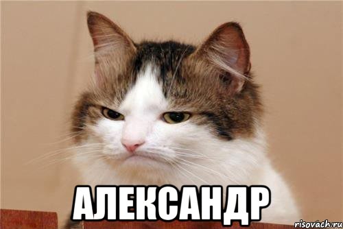  александр, Мем кот