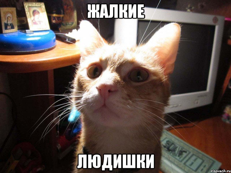 жалкие людишки, Мем КОТЕЙКАХАЛКА