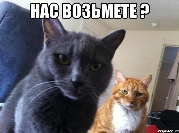 нас возьмете ? , Мем  Два котэ