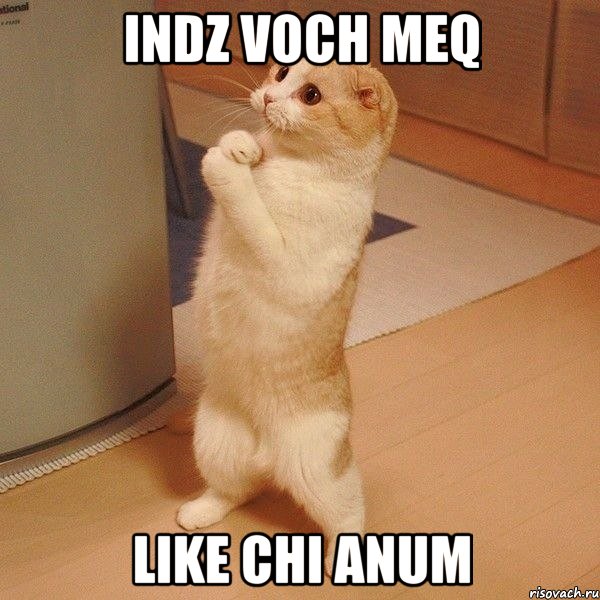 indz voch meq like chi anum, Мем  котэ молится