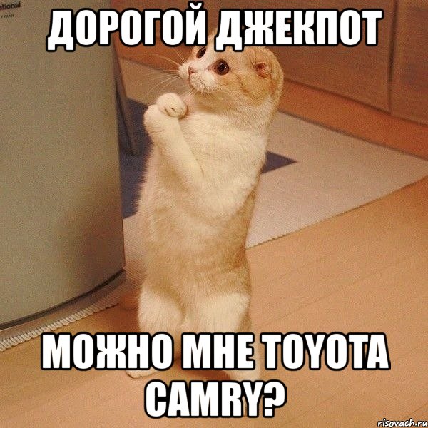 дорогой джекпот можно мне toyota camry?, Мем  котэ молится