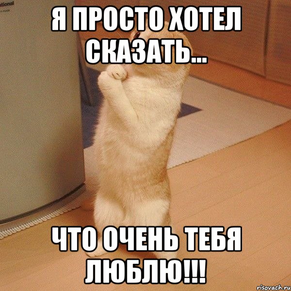 я просто хотел сказать... что очень тебя люблю!!!, Мем  котэ молится